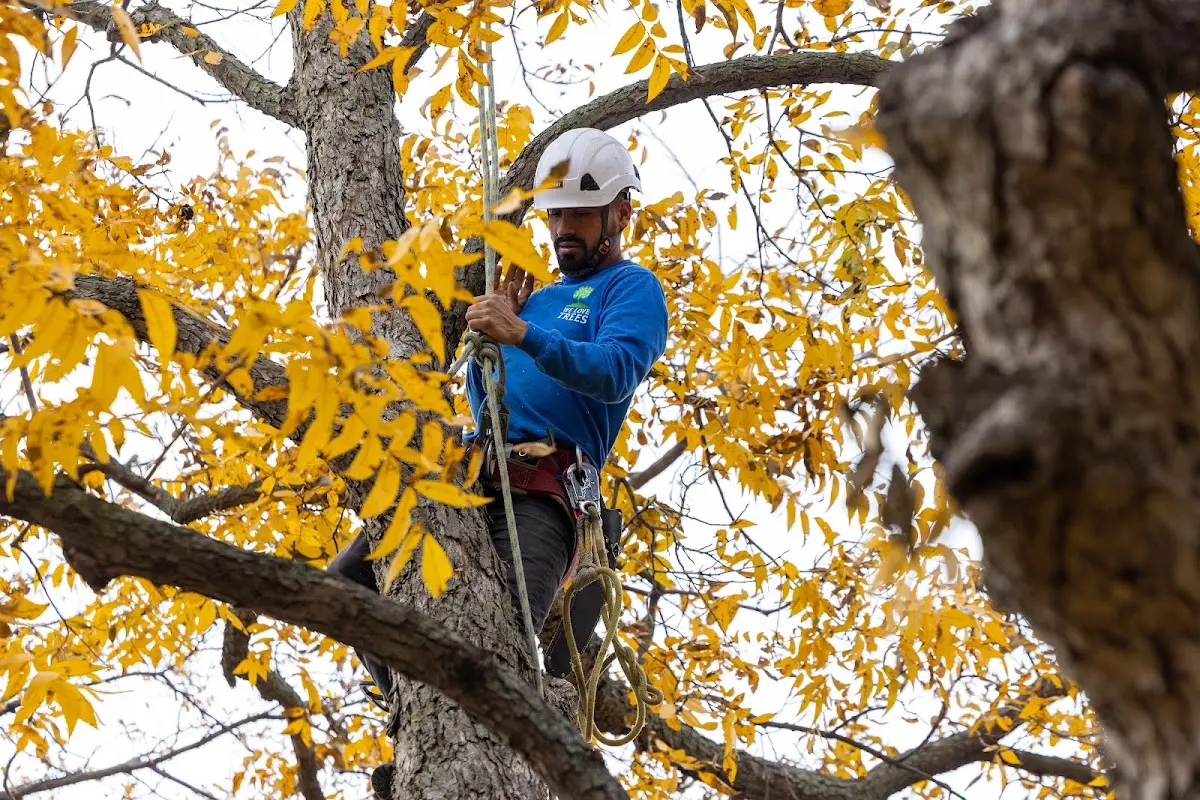 Skilled Tree Transplanting crew working in Sand Lake